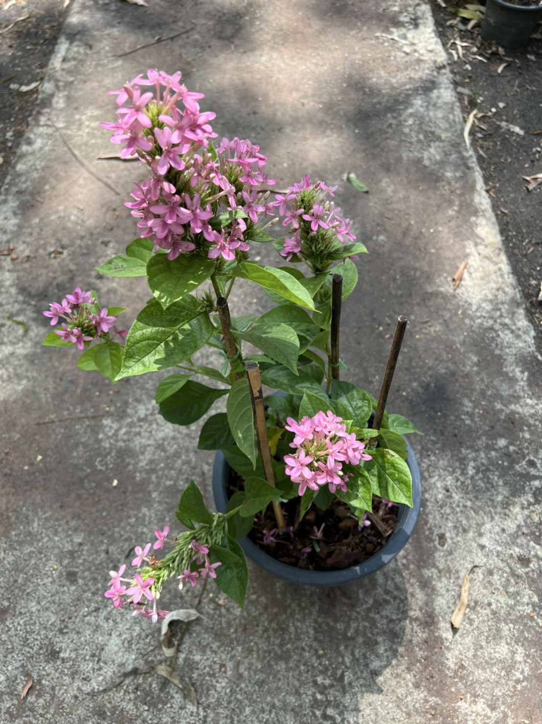 อเมริกันบิวตี้ Pink Ruspolia ไม้พุ่ม ดอกสีชมพูสวยงาม