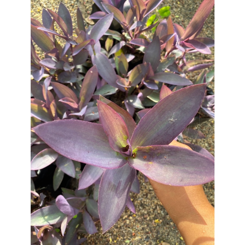 กิ่งต้นหัวใจสีม่วง หรือหัวใจราหู Purple Hear