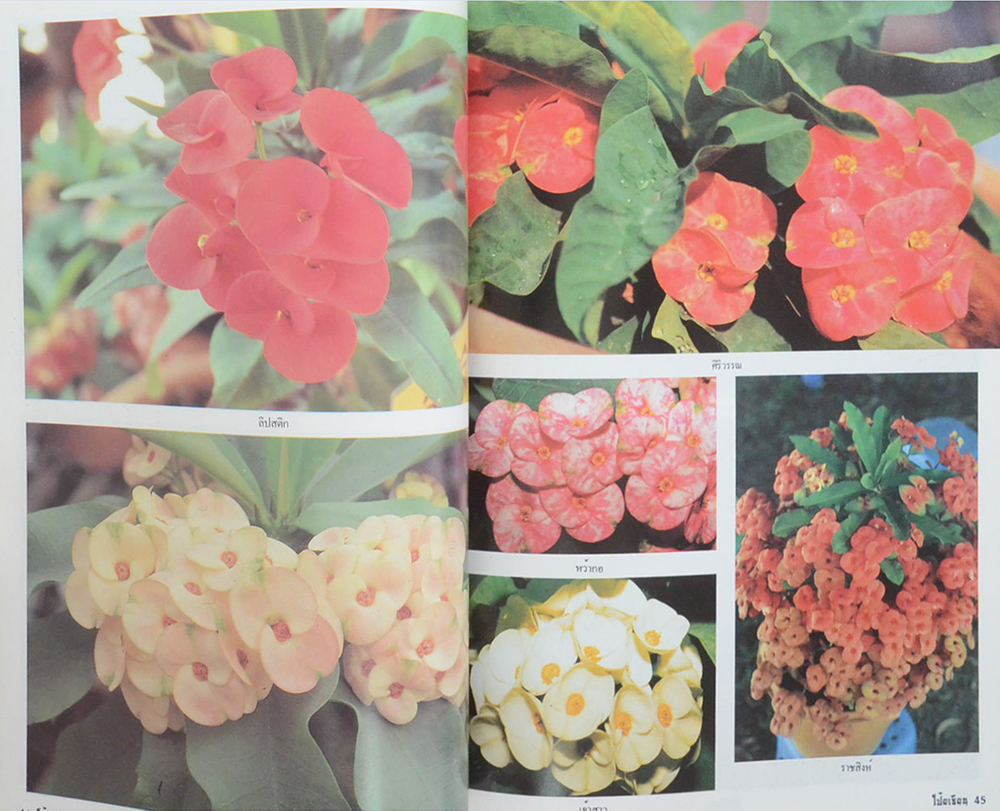 ตำราการปลูก-ขยายพันธุ์โป๊ยเซียน ต้นไม้เสี่ยงทาย (เล่ม 3)