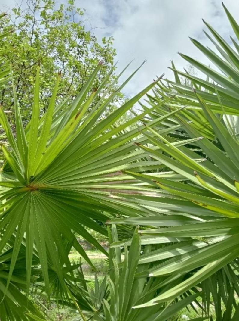 ใบตาล ตัดสดใบตามธรรมชาติ