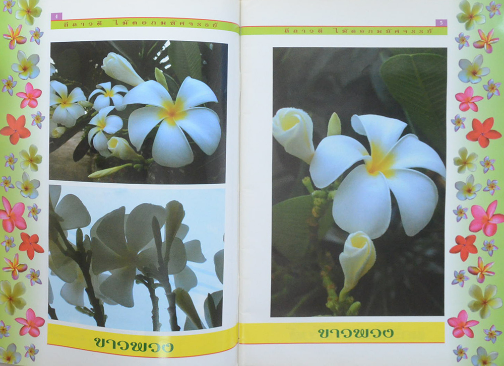 การปลูกลีลาวดี