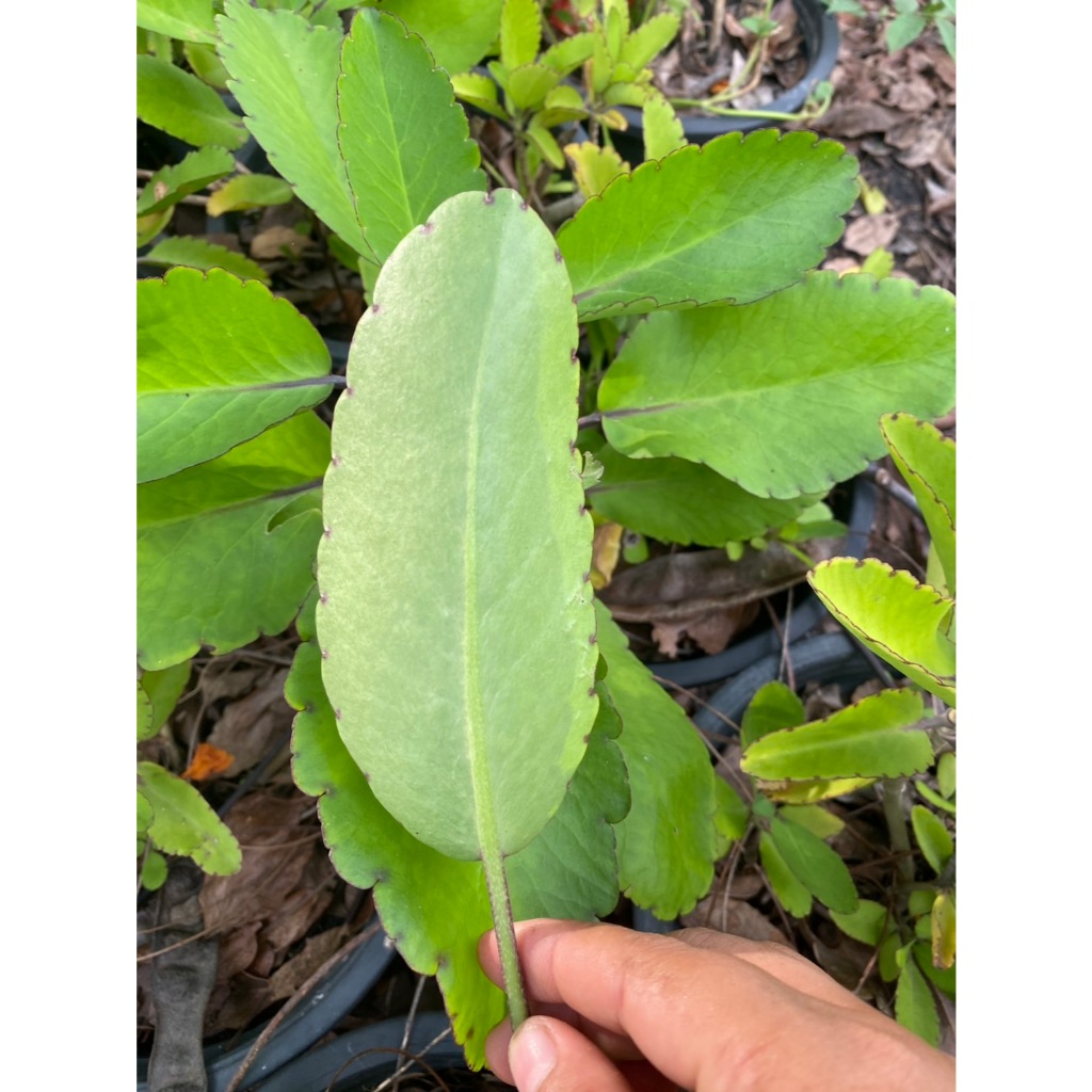 ใบเศรษฐีพันล้าน หรือ ใบควํ่าตายง่ายเป็น Mother of Thousands