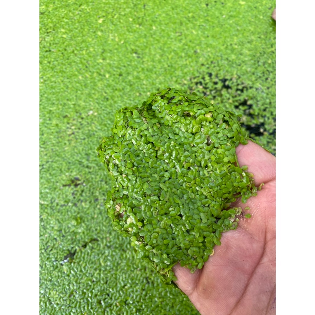 แหนเป็ดเล็ก Lemna perpusilla Torr.