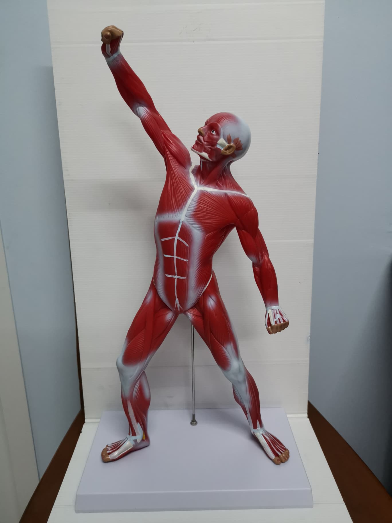 หุ่นจำลองกล้ามเนื้อ ความสูง 55 ซม.