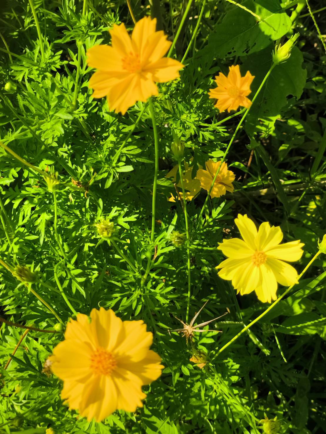 ต้นกล้าดาวกระจาย ดอกเหลือง Yellow Cosmos Flower