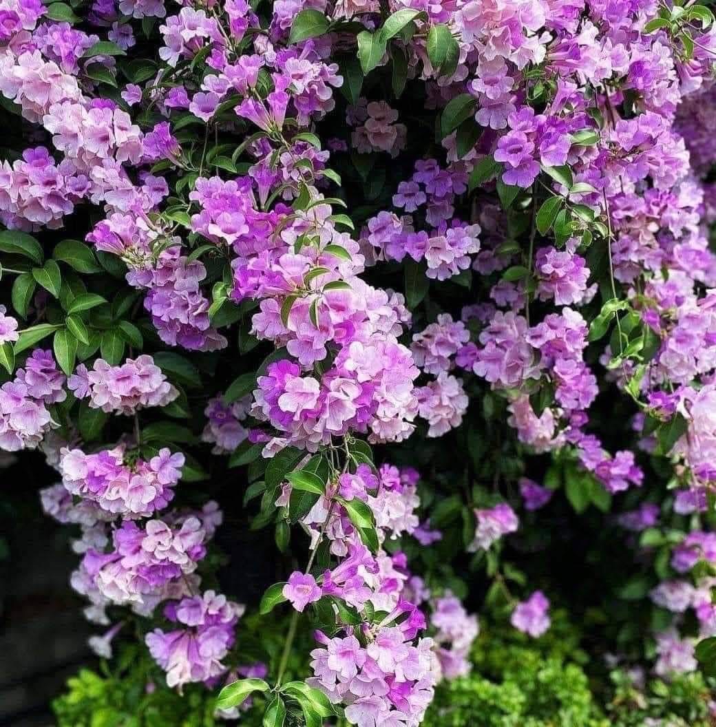 กิ่งตัดสดกระเทียมเถา Garlic Vine