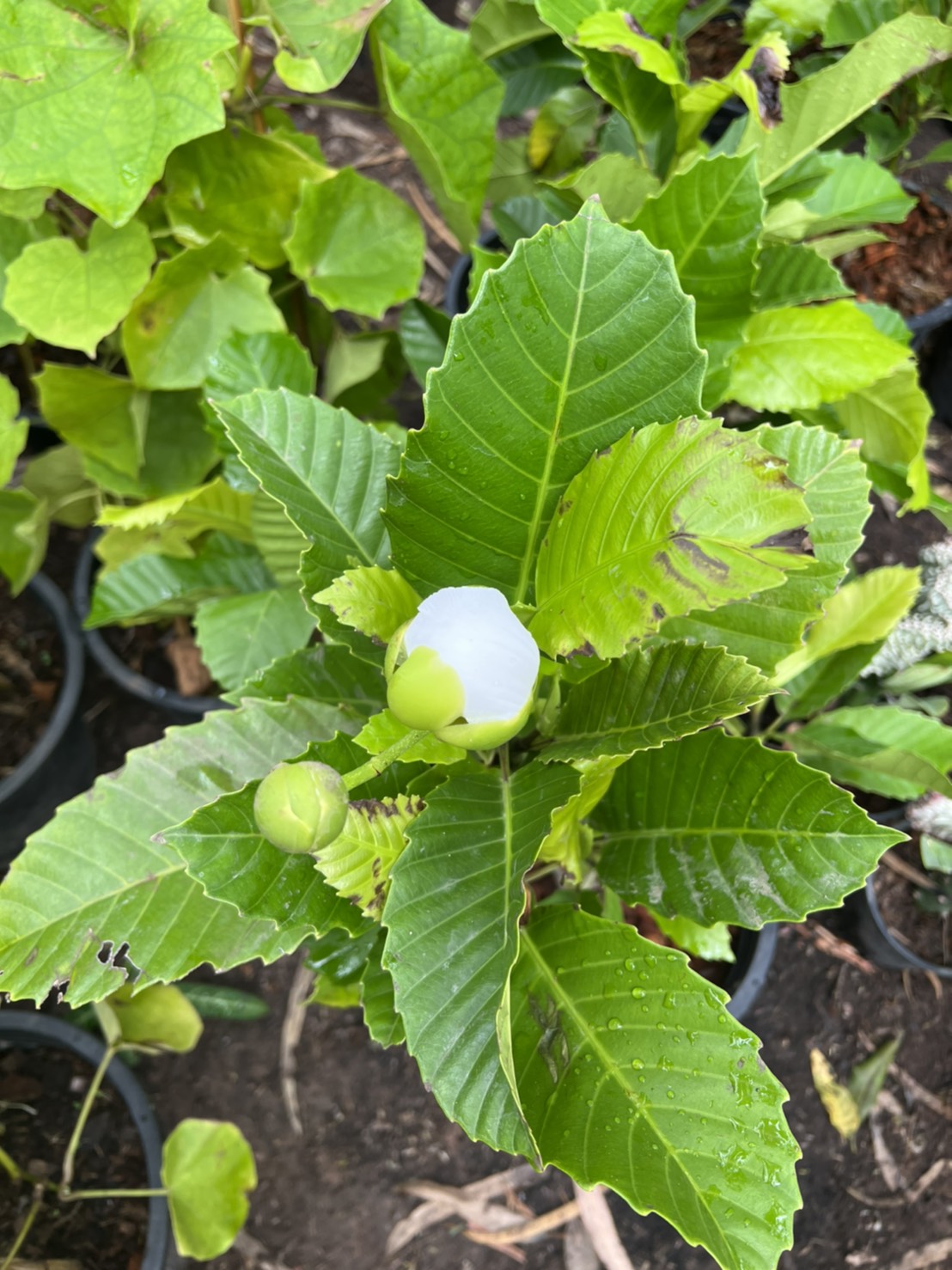 ส้านดอกขาว Dillenia philippinensis