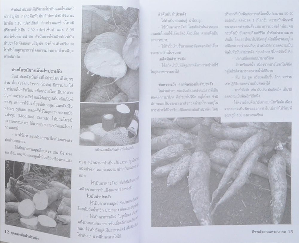 วิธีเพิ่มผลผลิต มันสำปะหลัง