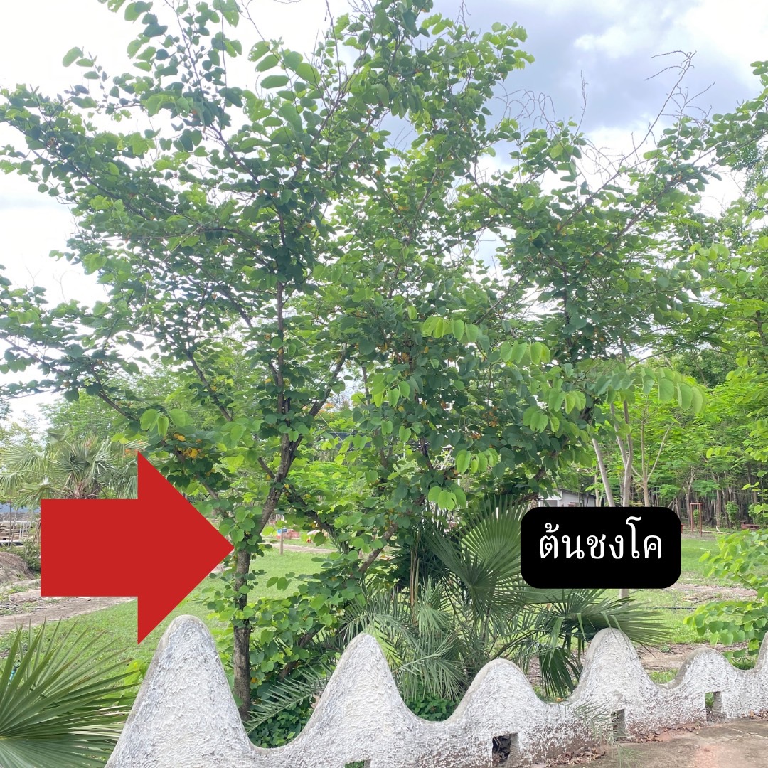 ต้นชงโค Bauhinia purpurea L.