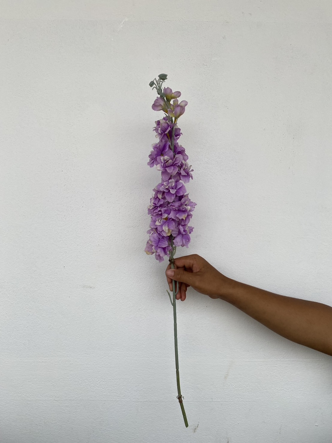 ดอกเดลฟินเนียม สีม่วง