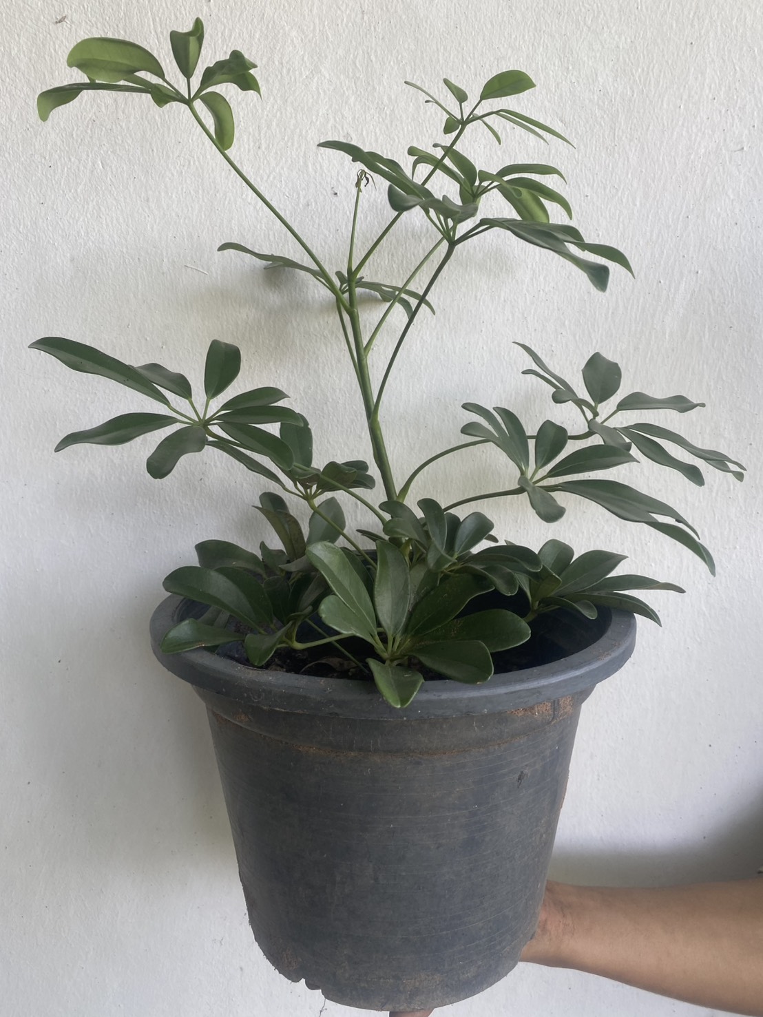 หนวดปลาหมึก Miniature umbrella