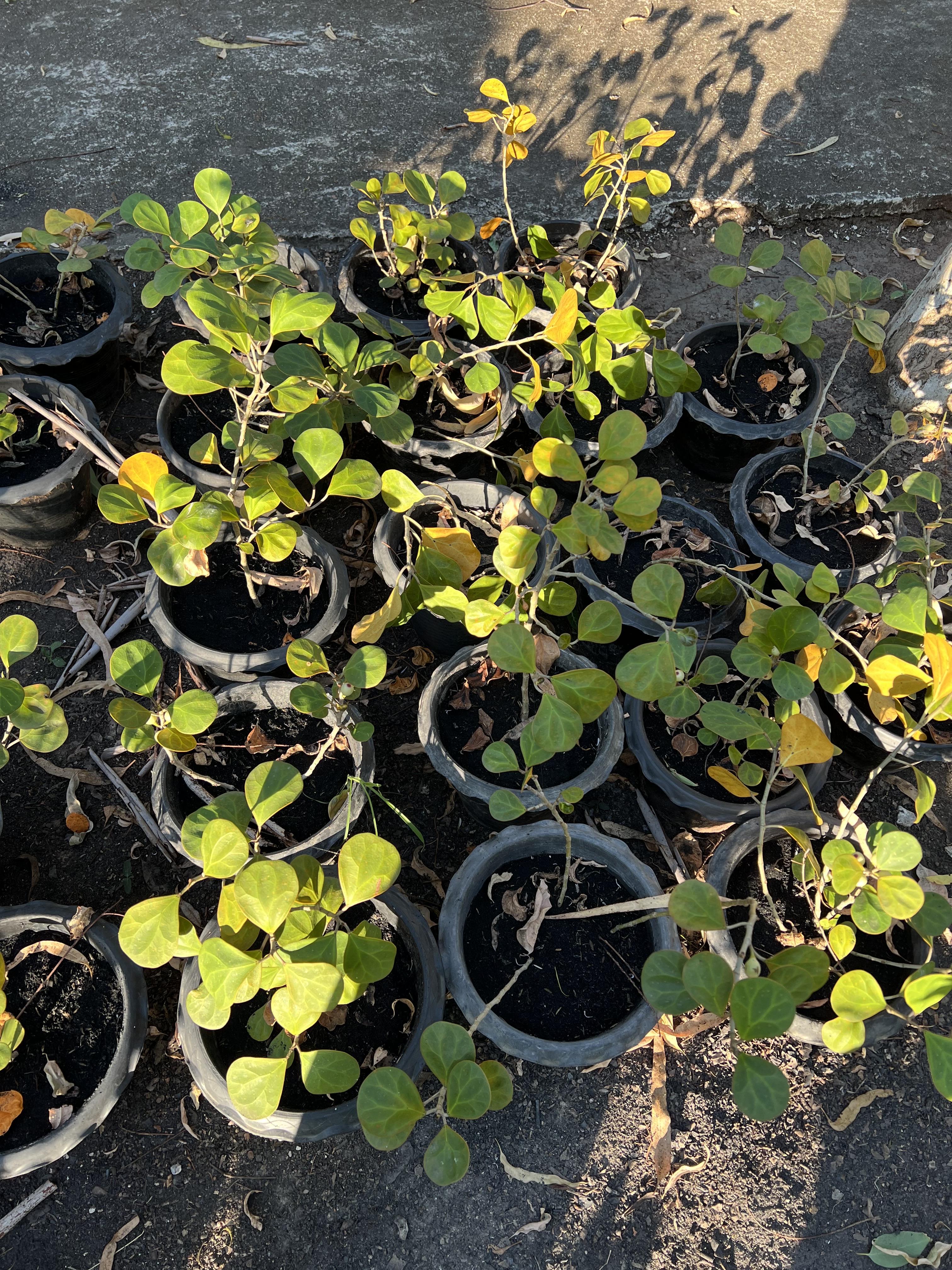 ต้นสาริกาลิ้นทอง Mistletoe Fig ไม้พุ่ม ต้นไม้มงคล