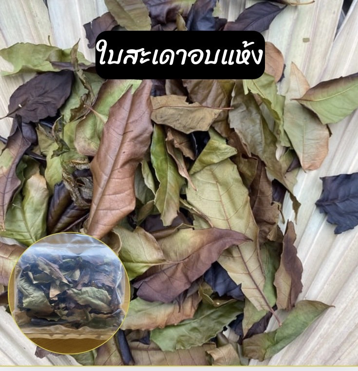 ใบสะเดาอบแห้ง Siamese neem leaves
