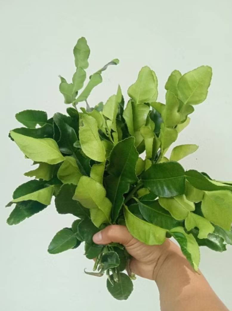 ใบมะกรูด เก็บสด kaffir lime leaves.