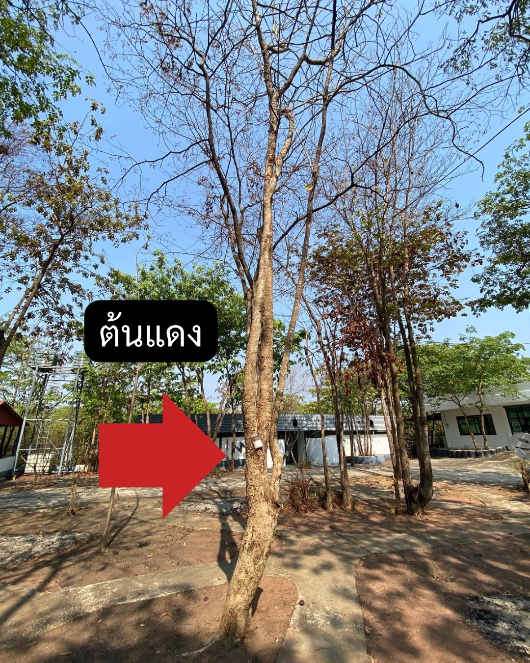 ต้นแดง Xylia xylocarpa