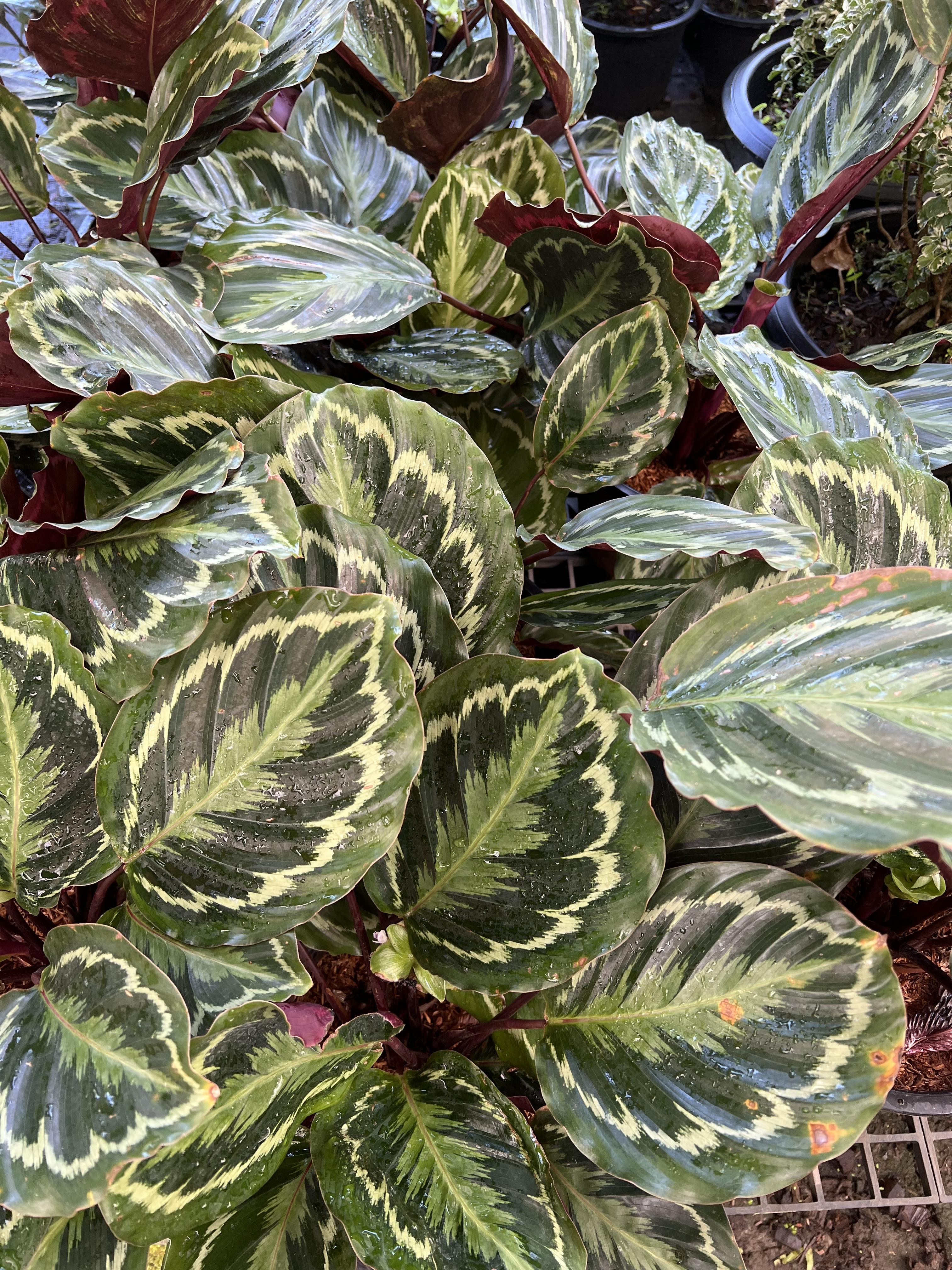คล้านกยูงเขียว Calathea Roseopicta