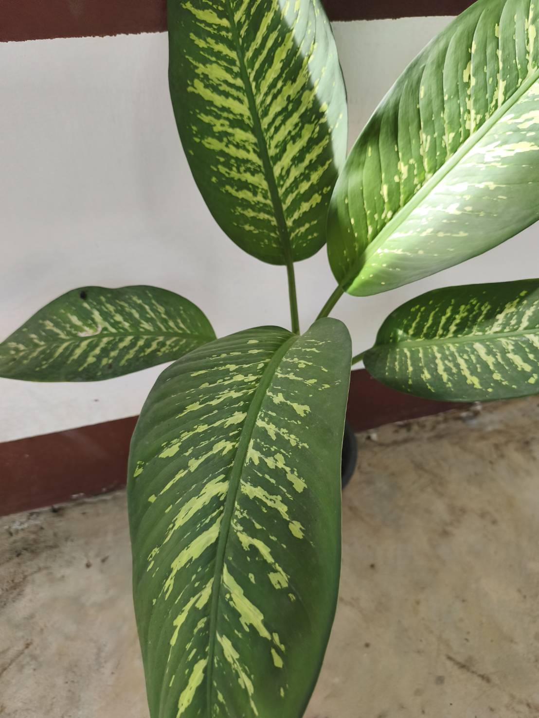 ต้นสาวน้อยประแป้ง dumb cane ไม้มงคล