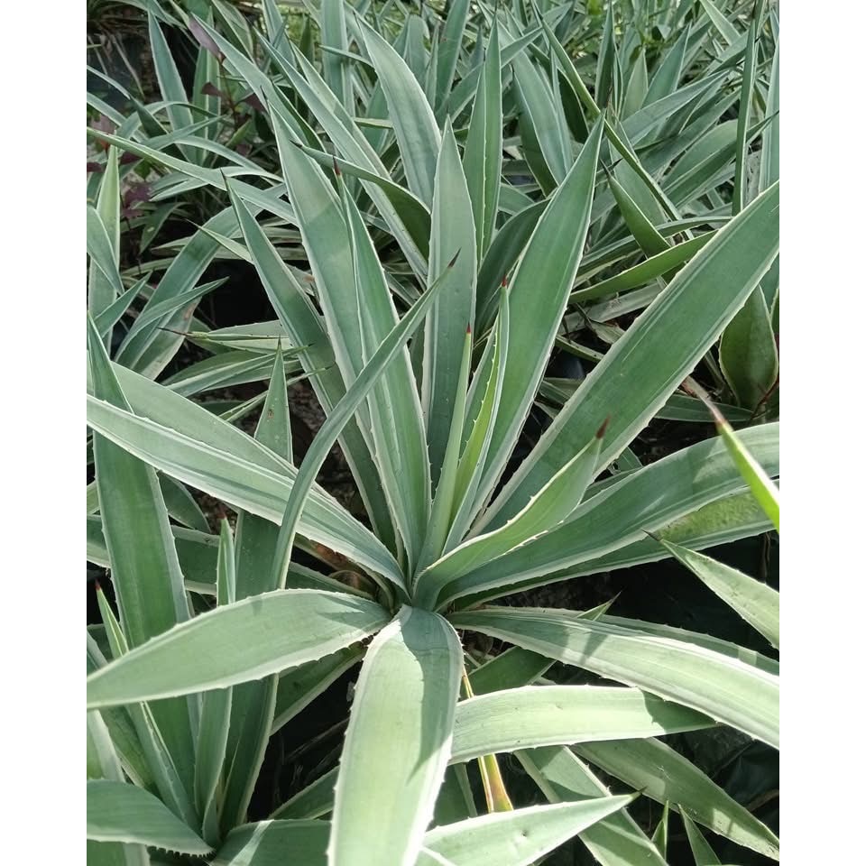 อากาเว่ อากาเว ป่านศรนารายณ์ อากาเว่ดาวกระจาย Agave อะกาเว่ อะกาเว อาเกรฟ