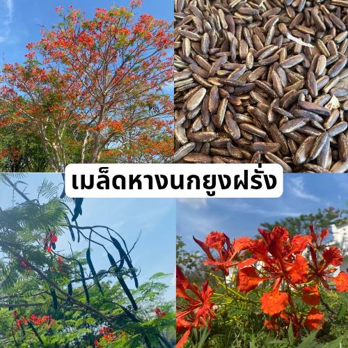 ซื้อ 1 ชุดแถม 1 ชุด เมล็ดหางนกยูงสีแดง สีแดงอมส้มFlam-boyant, The Flame Tree, Royal Poinciana