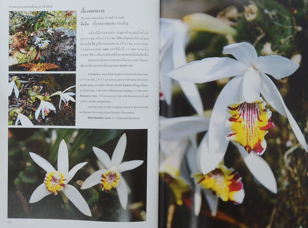 สวนพฤกษศาสตร์สมเด็จพระนางเจ้าสิริกิติ์ กล้วยไม้ไทย 2 (ไทย-อังกฤษ)