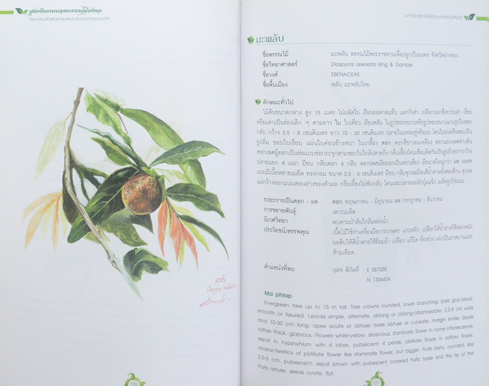 สุนทรียภาพพฤกษพรรณไม้มงคล