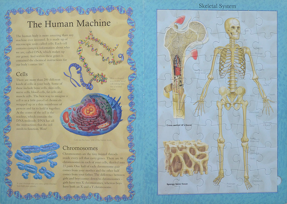 THE HUMAN BODY JIGSAW BOOK