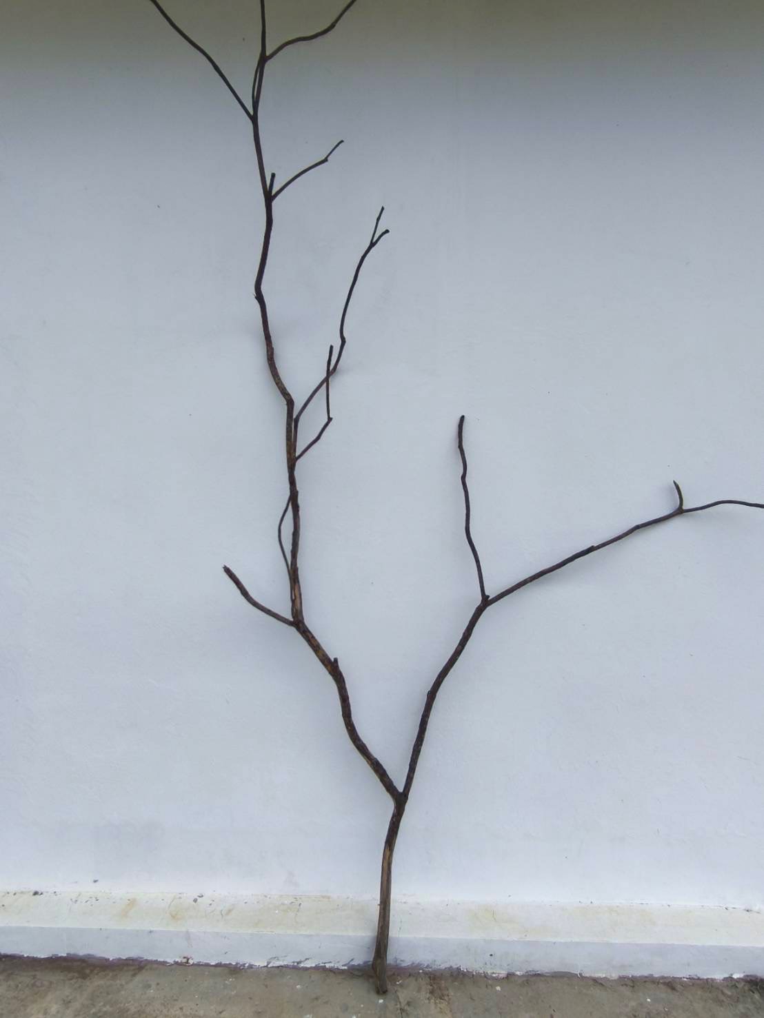 🌿 กิ่งไม้แห้งจริง Tree branch (เบอร์ 22)