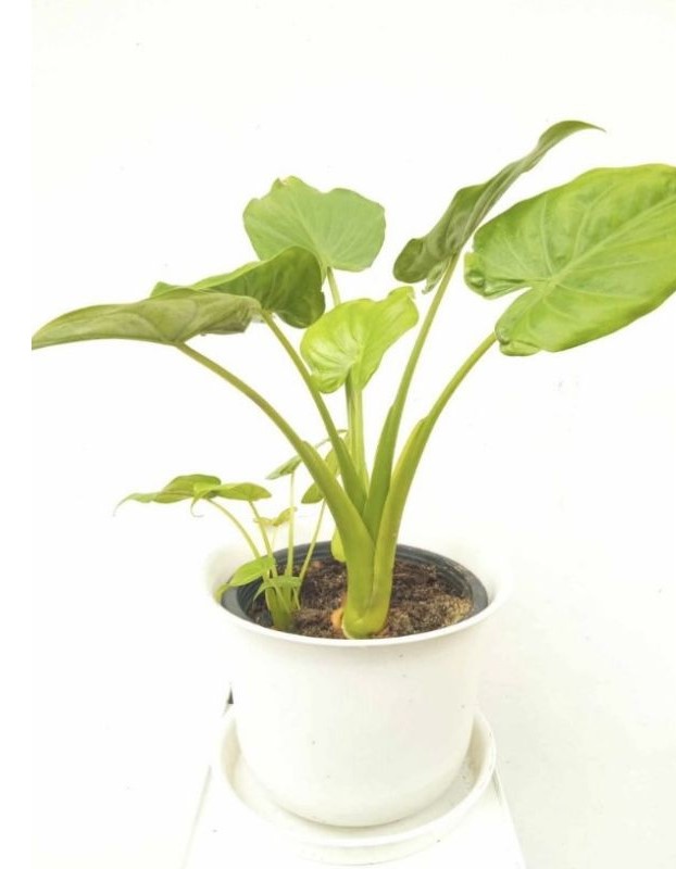 ต้นนางกวัก Chinese taro, Hooded Dwarf Elephant Ear, Buddha's Hand