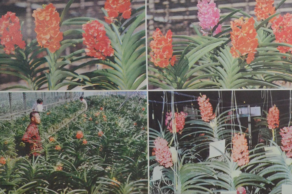 ชวน ไทยเจริญ อนุสรณ์ (การปลูกเลี้ยงกล้วยไม้)