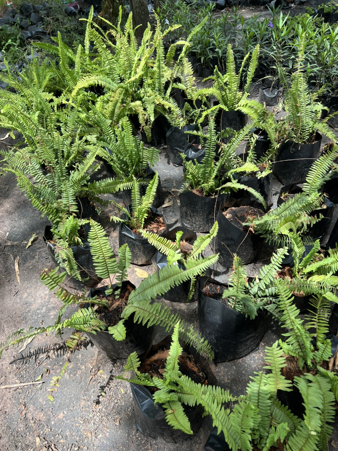 เฟิร์นใบมะขาม Nephrolepis cordifolia or Sword Fern