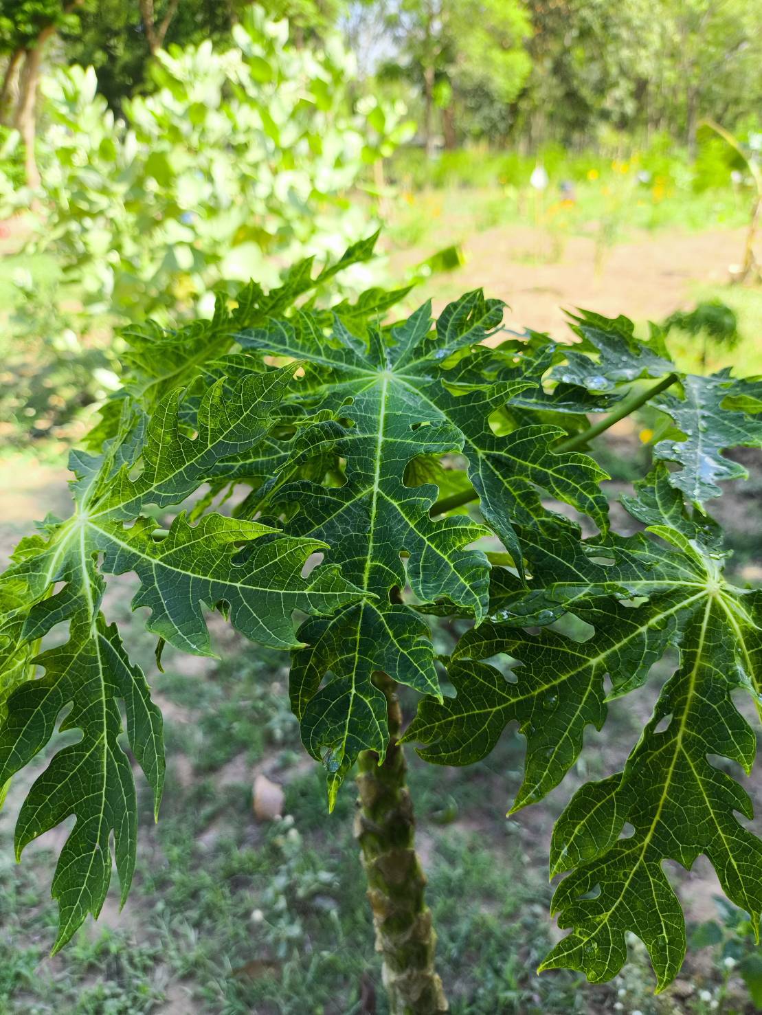 ใบมะละกอ ตัดสอ Papaya leave