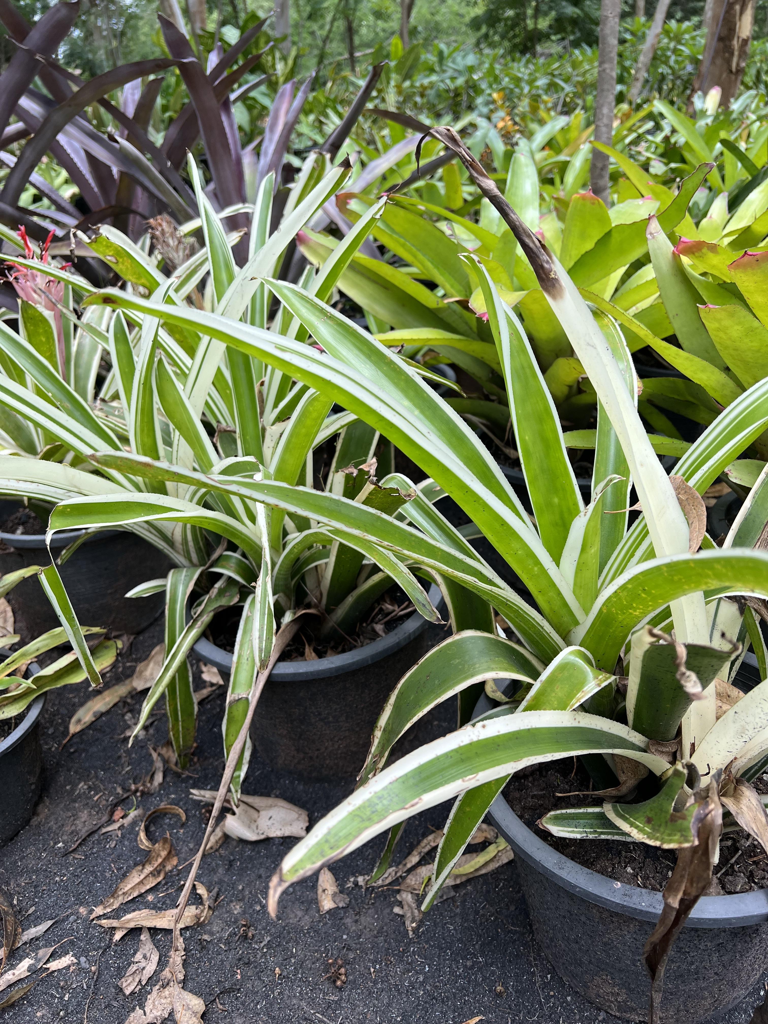 สับปะรดสี bromeliad