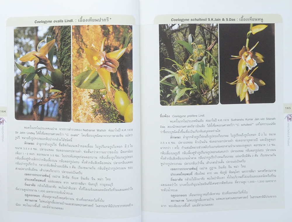 กล้วยไม้ป่าเมืองไทย