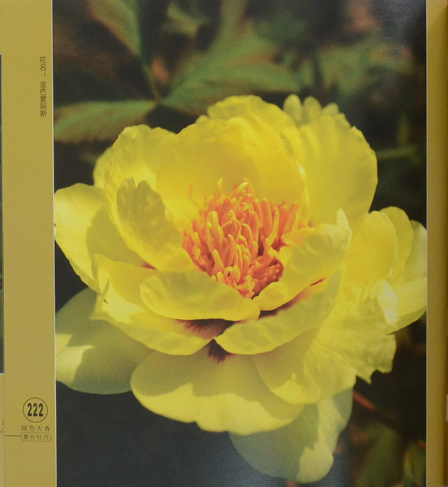 Guose tianxiang caozhoumudan (พร้อมกล่อง)