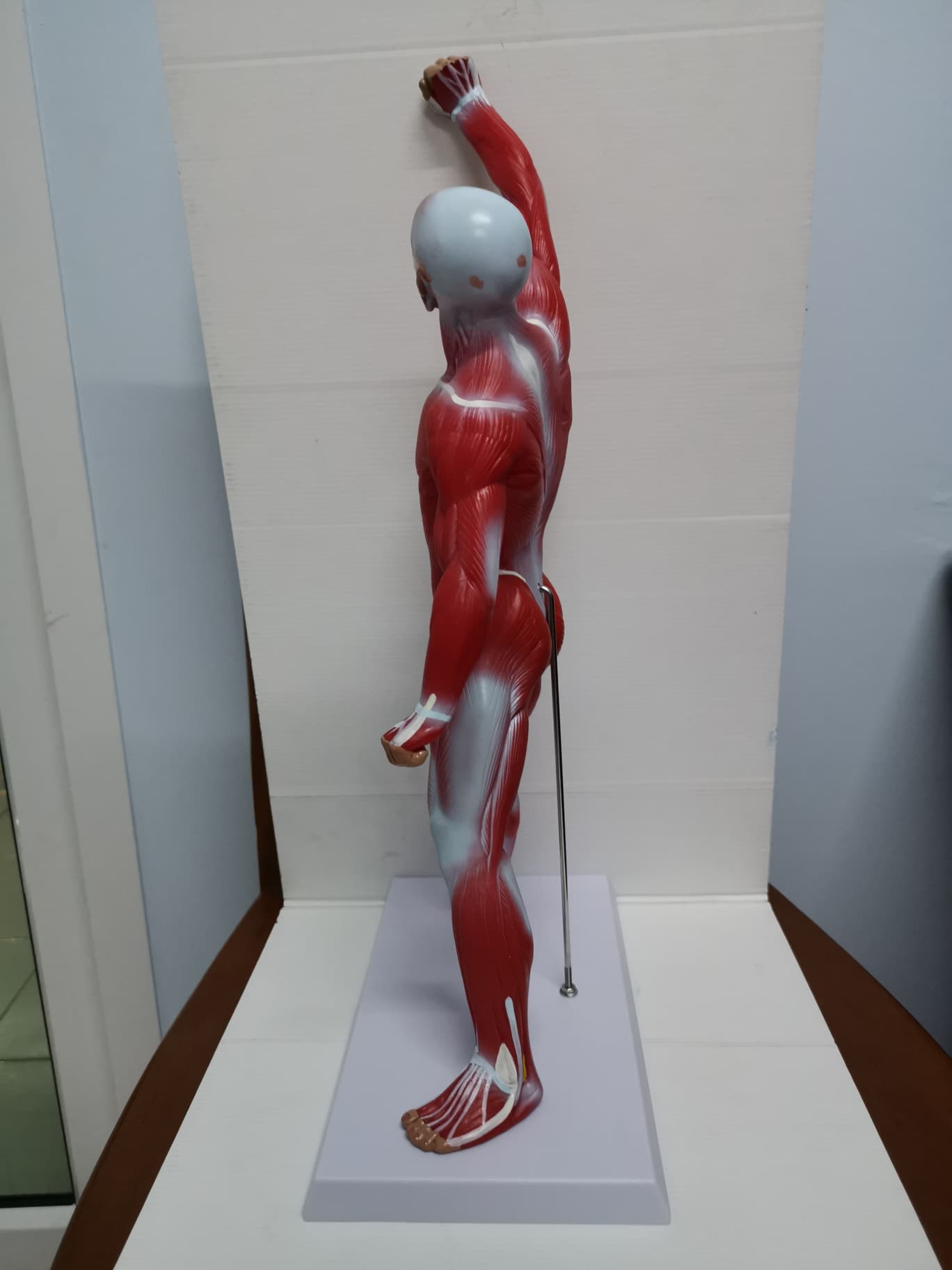 หุ่นจำลองกล้ามเนื้อ ความสูง 55 ซม.