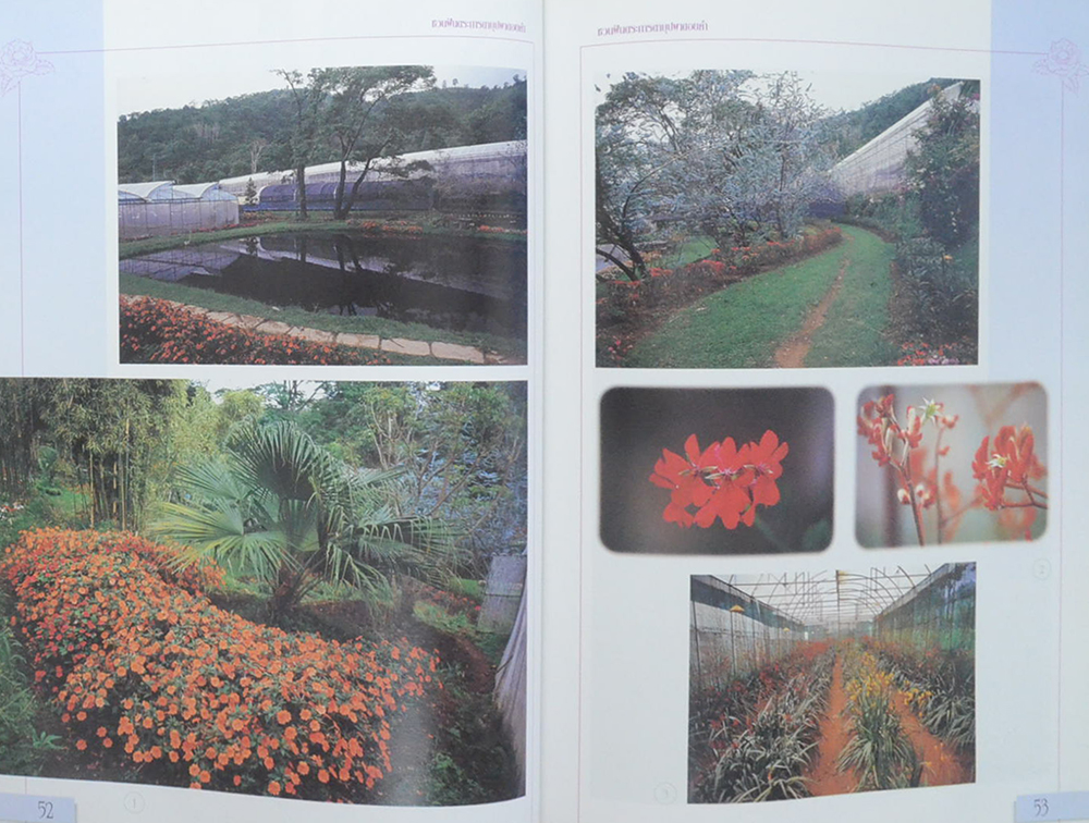 ชวนฝันตระการตา บุปผาดอยคำ (ขายตามสภาพ)