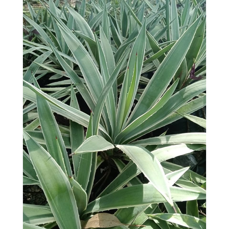 อากาเว่ อากาเว ป่านศรนารายณ์ อากาเว่ดาวกระจาย Agave อะกาเว่ อะกาเว อาเกรฟ