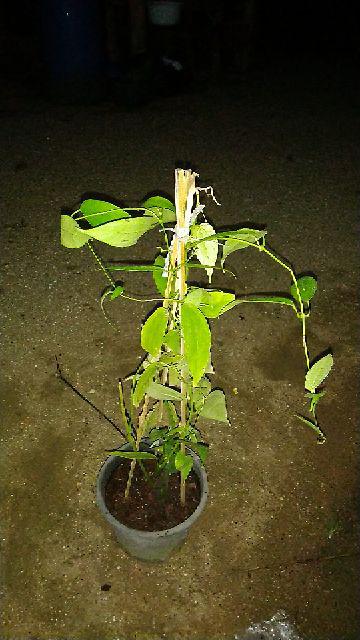 รางจืด Thunbergia laurifolia
