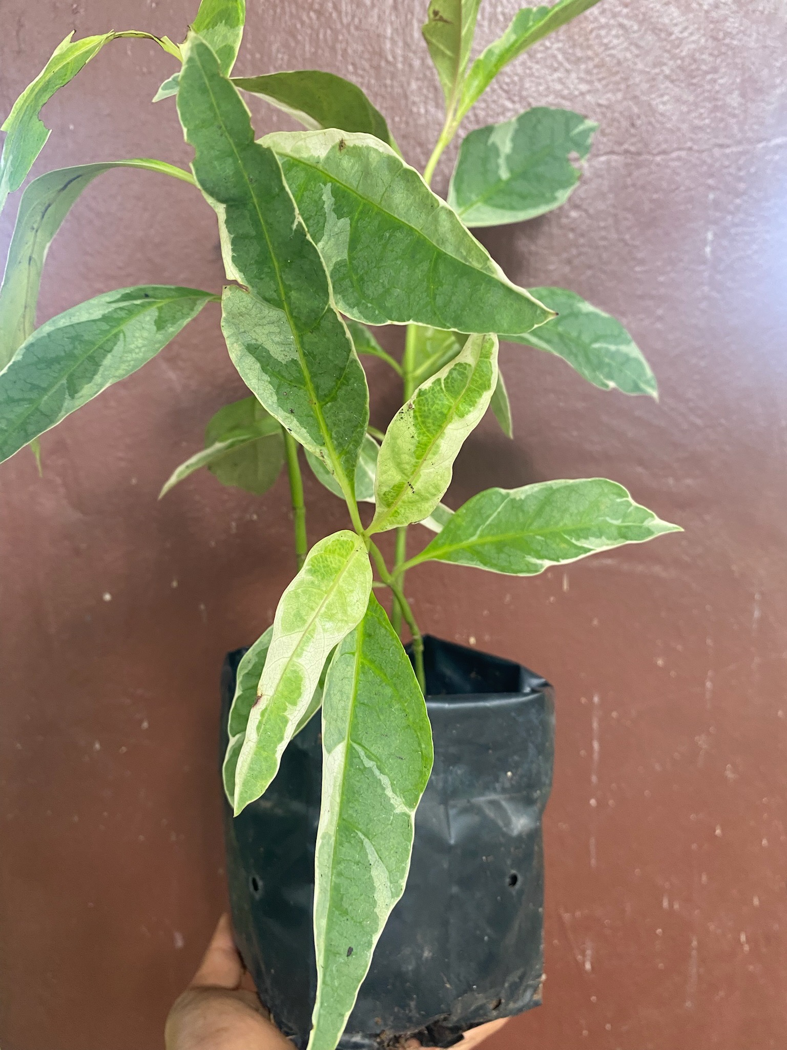 ต้นทองดอกบวบ Caricature Plant