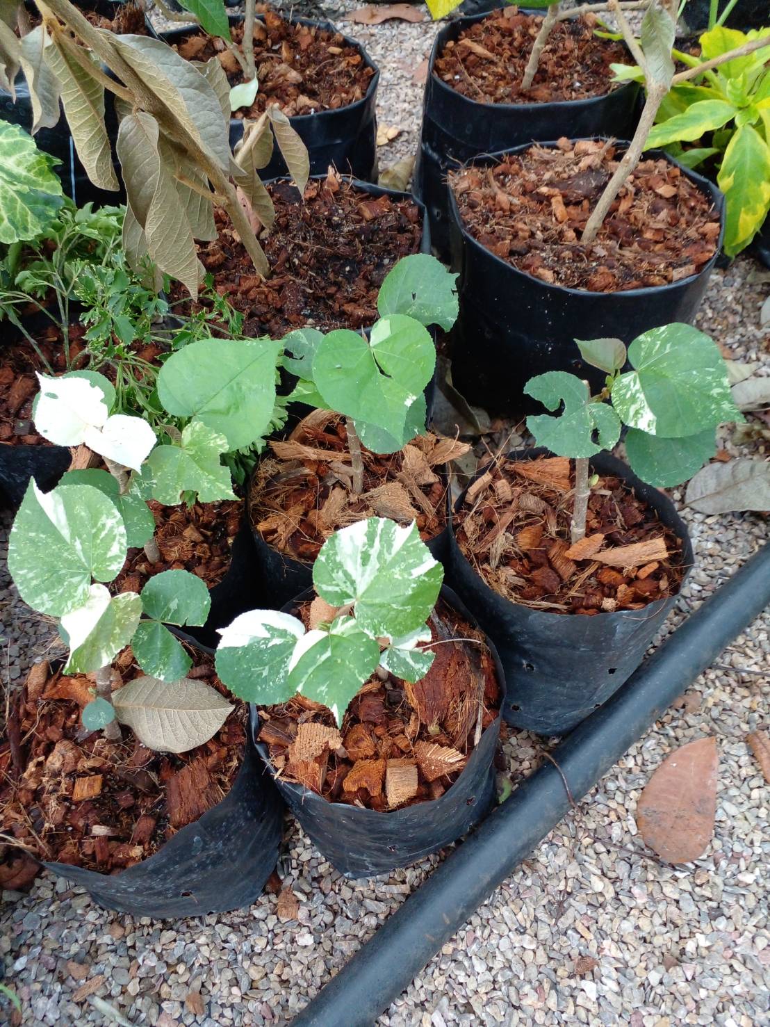ต้นโพธิ์เจ็ดสี Bodhi Tree ไม้มงคล ไม้ด่าง ไม้ประดับ