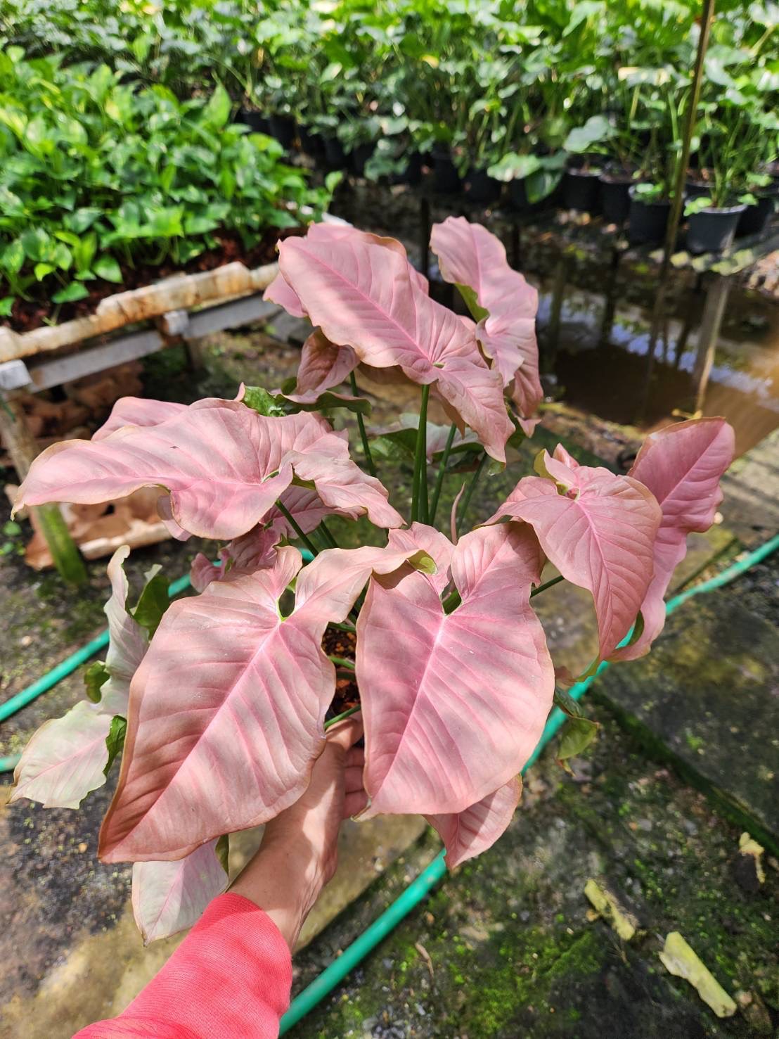 ออมชมพู 8" Pink Syngonium เงินไหลมาสีชมพู