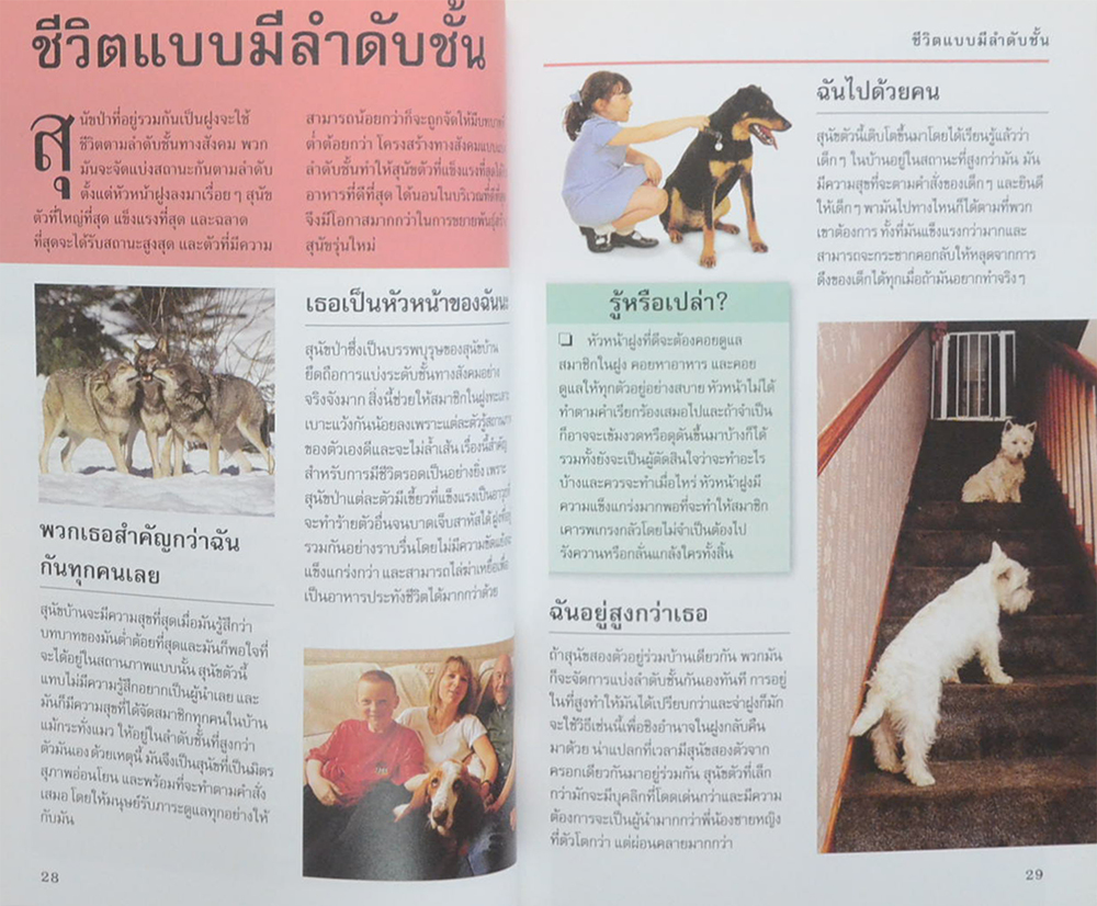 รู้ไหมหมาคิดอะไรอยู่?