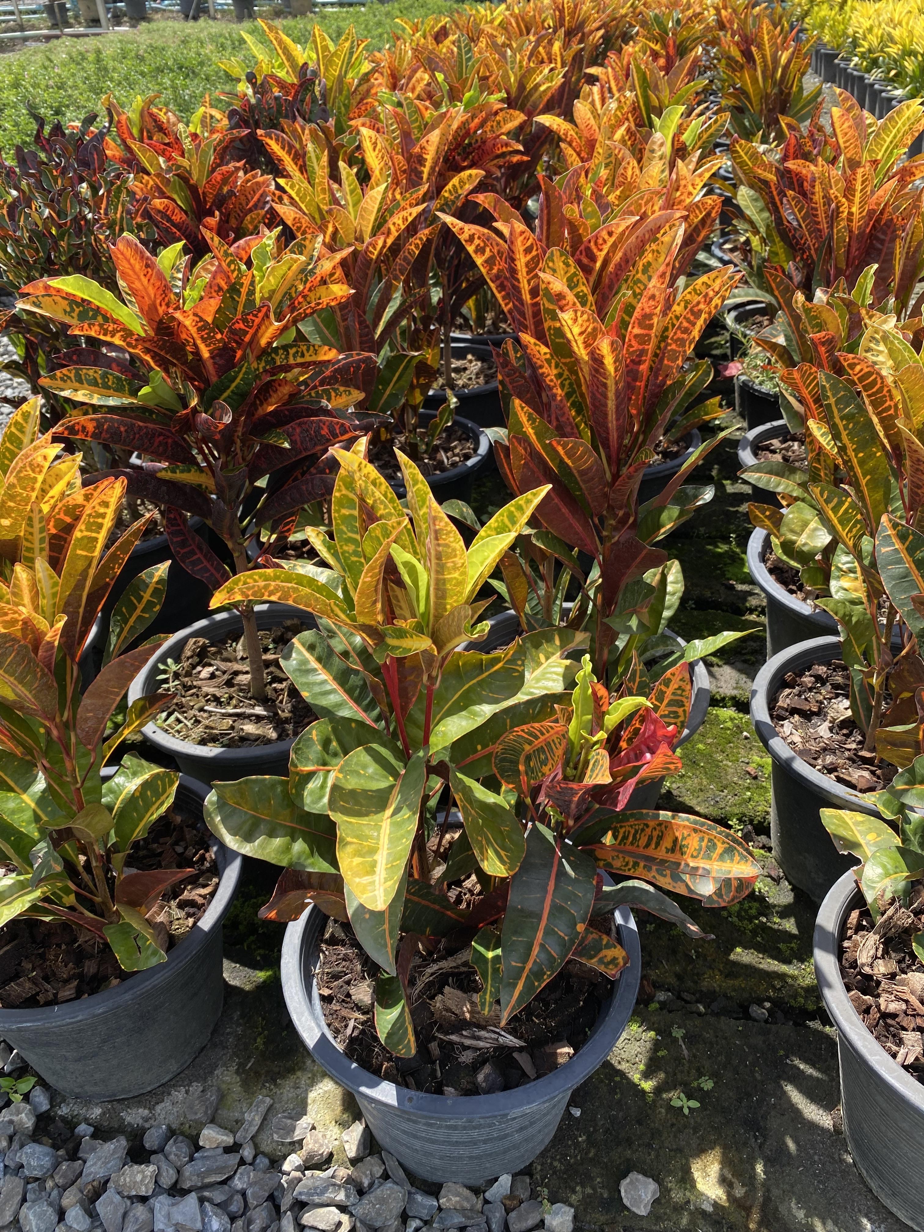 โกสน สาวเชียงใหม่ petra croton