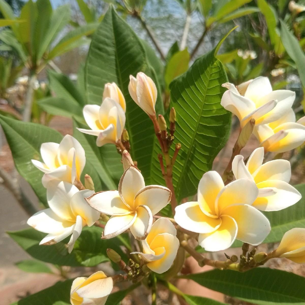 กิ่ง ลีลาวดี Plumeria