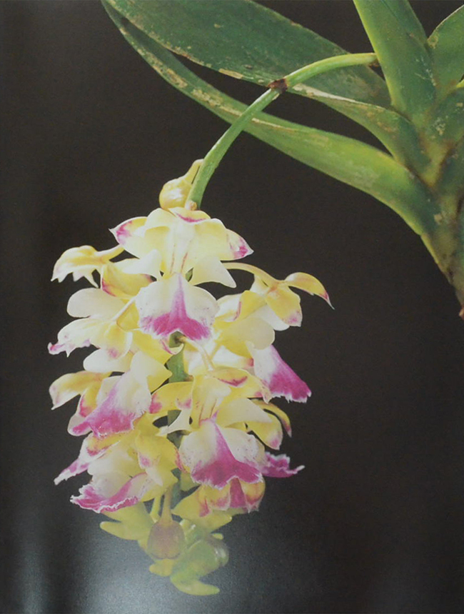 สวนพฤกษศาสตร์สมเด็จพระนางเจ้าสิริกิติ์ เล่ม 6 กล้วยไม้ไทย (ขายตามสภาพ)