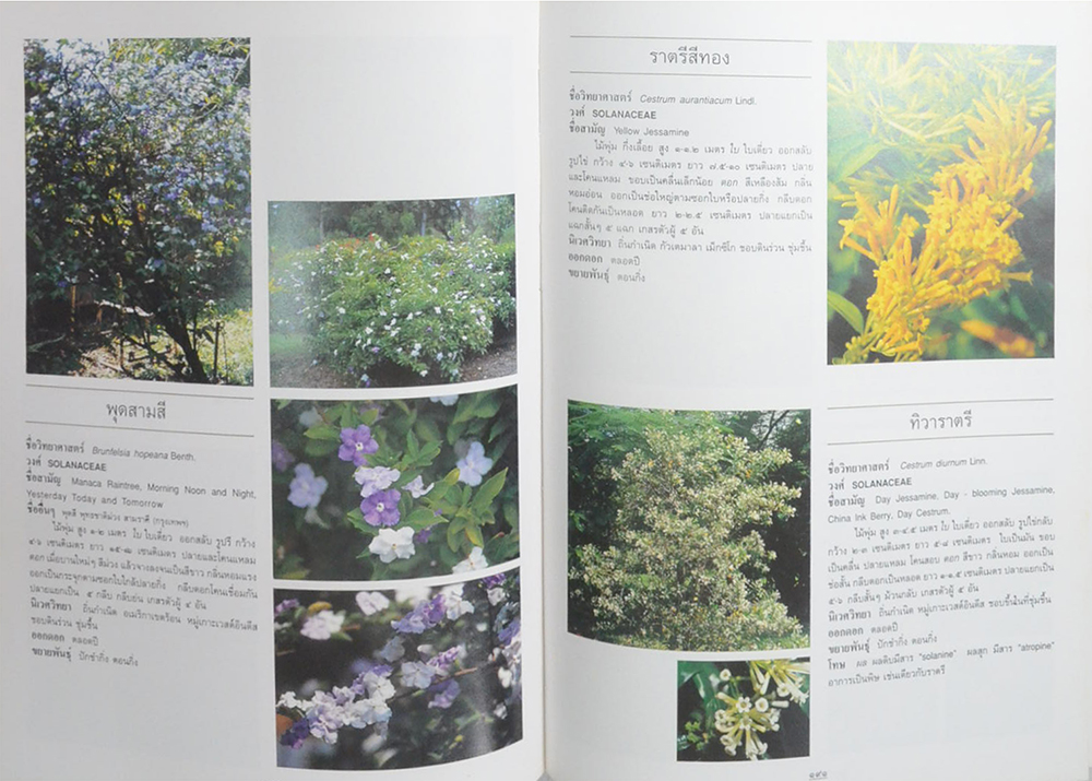 ไม้ดอกและไม้ประดับ (ขายตามสภาพ)