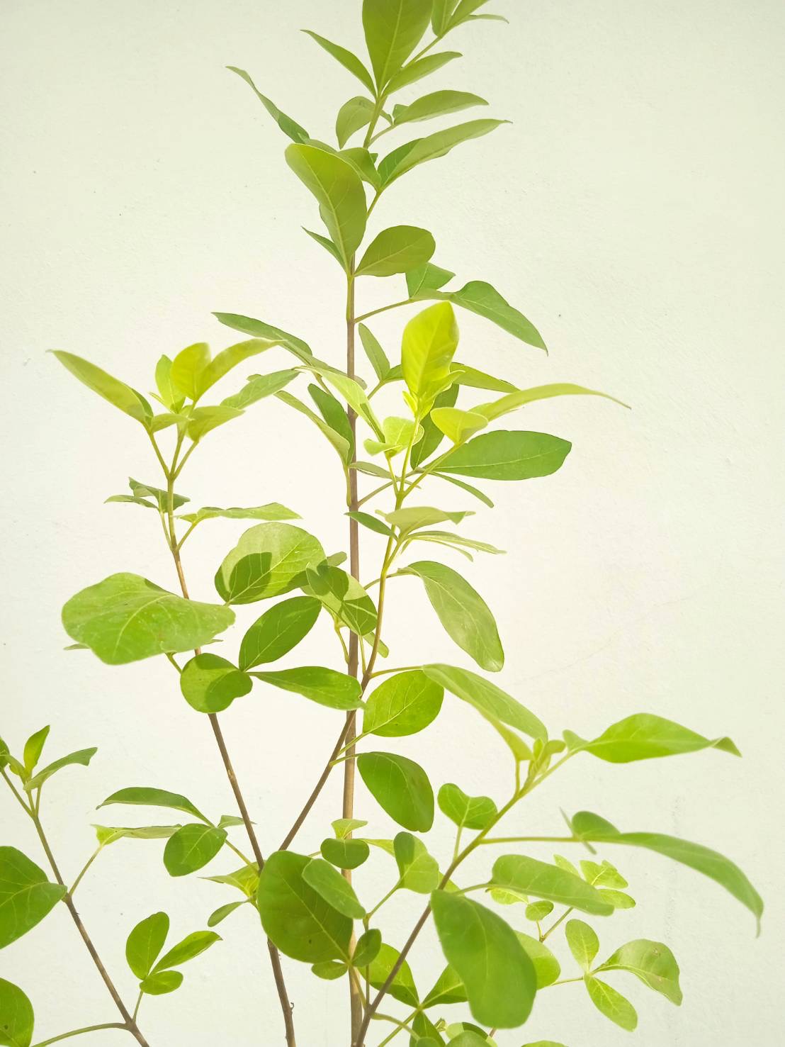 คนทีสอ Vitex trifolia สมุนไพร