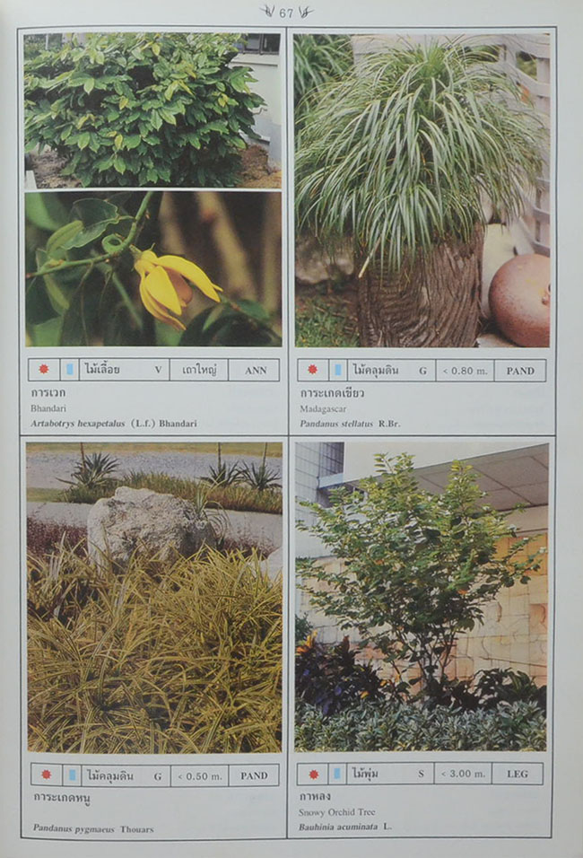 พฤกษาพัน (ภาษาไทย-อังกฤษ)