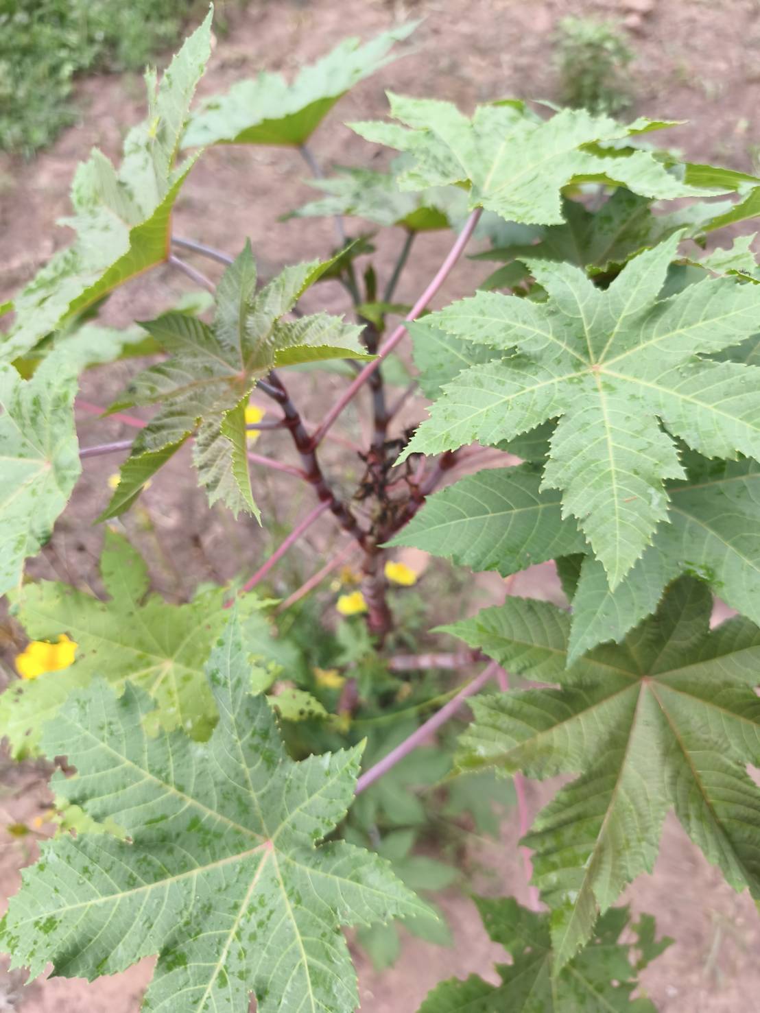 ใบละหุ่งสด Castor Bean