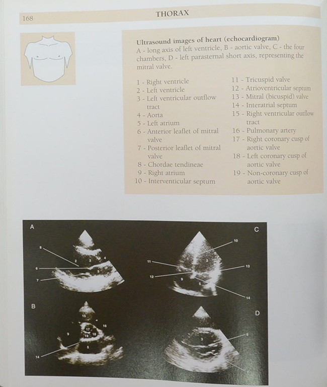 Anatomy of the Living Human ATLAS OF MEDICAL IMAGING